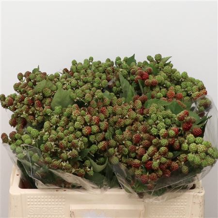 Rubus Fr Chester
