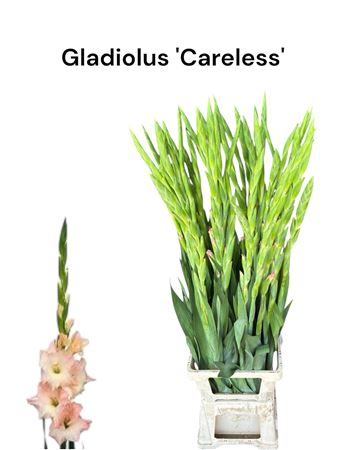 Glad Gr Careless