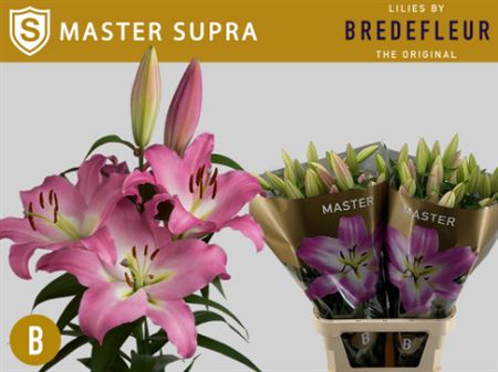 Li Ot Master Supra