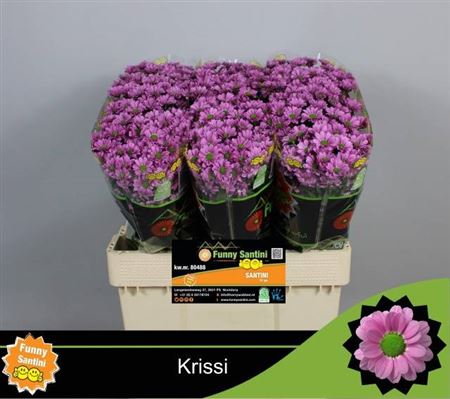 Chr S Aaa Krissi