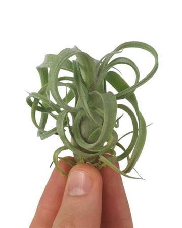 Tillandsia Curly Slim Bonsai