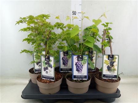 Fruitplanten ...fruitheesters (KA)