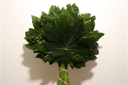 Aralia Medium