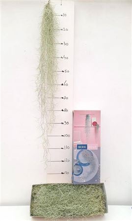 Till Usneoides