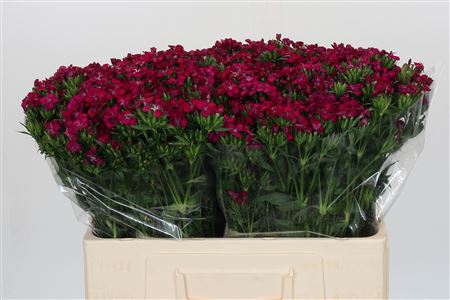 Dianthus Br Amazon Neon Cherry