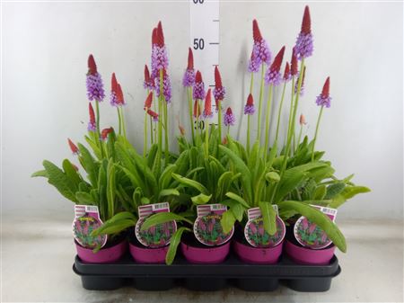 Primula Vialii