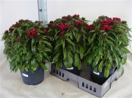 Dianthus Barb. Dart Raspberry Dianthus Dart Raspbe