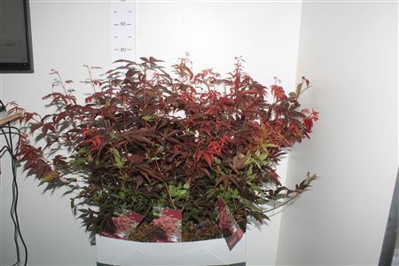 Acer Pa Atropurpureu