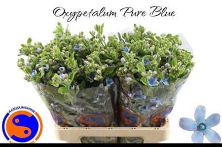 Oxy Co Tan Pure Blu