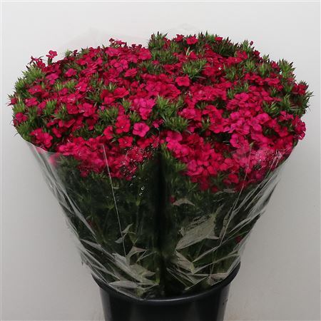 Di Barb Amazon Cherry Super
