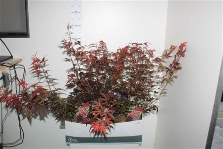 Acer Pa Atropurpureu