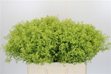 Alchemilla Mollis Robustica