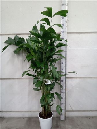 Caryota Mitis