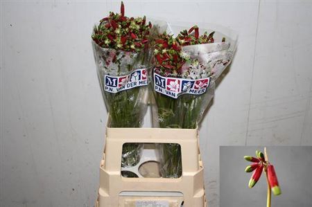 Dichel Red Princess
