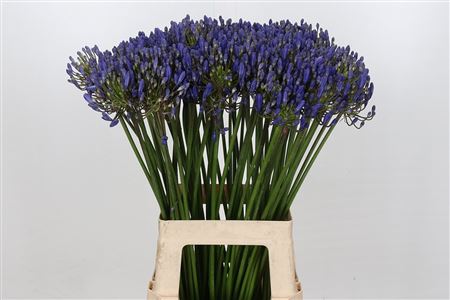 Agapanthus Eyfori Blue