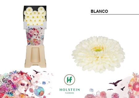 Ge Bv Gerponi Blanco