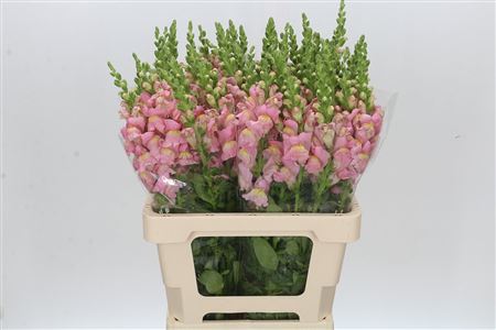 Antirrhinum Potomac Early Pink