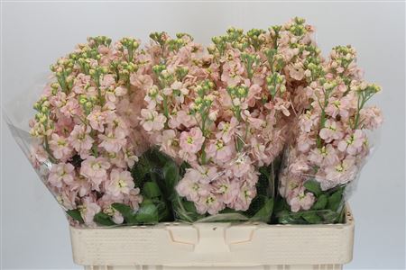Matthiola Aida Apricot