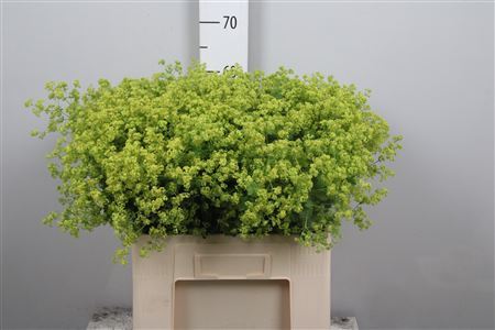 Alchem M Robustica