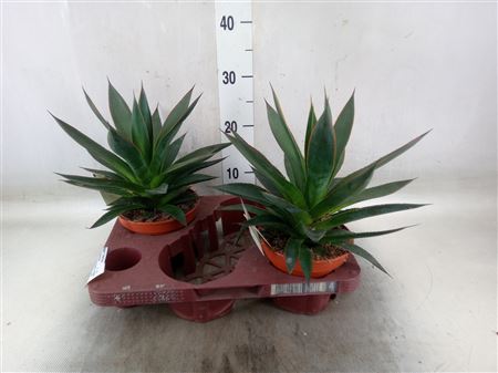 Agave 'shaka Zulu' Agave Shaka Zulu® with etiket