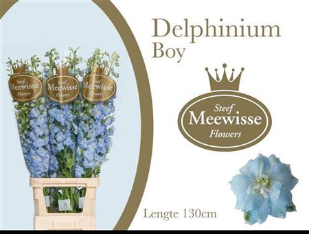Delph Du Dewi Boy