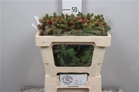 Rubus Fr Chester