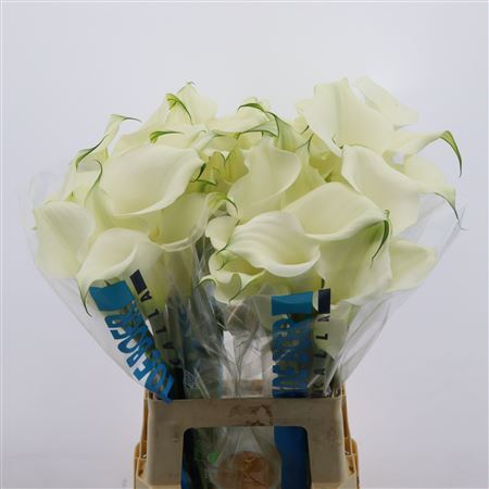 Calla Pure Art