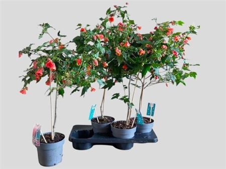 Abut Red Trumpet