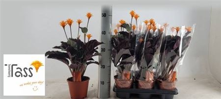 Calat Crocata