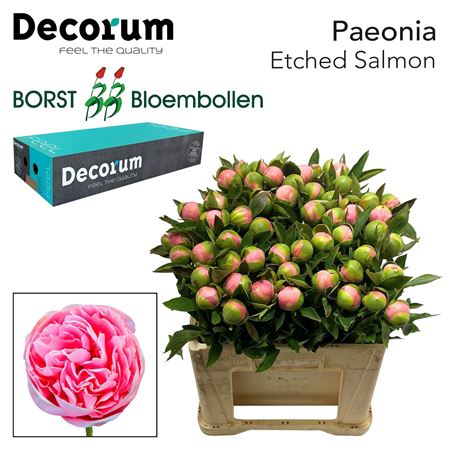 Paeo Etched Salmon