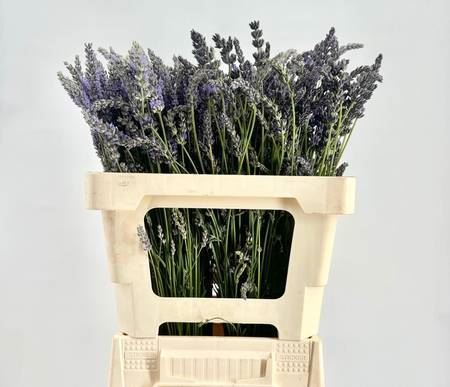 Lavandula Angustifolia Per Bos Promo