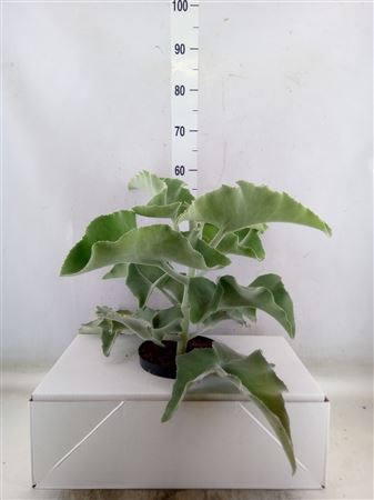 Kalanchoe Nf Beharensis