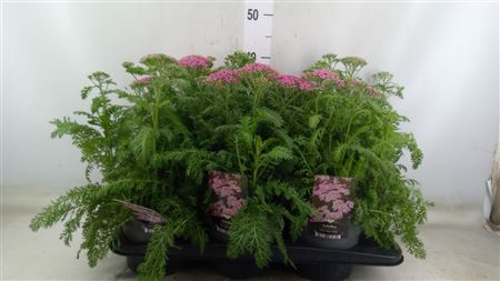 Achillea Millef. 'Milly Rock Rose'