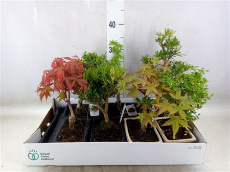 Bonsai ...mix Outdoor Bonsai Mixed pot ø15cm with