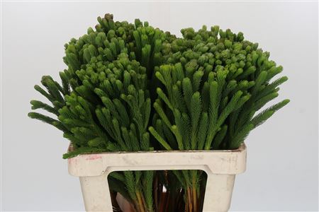 Kaaps Groen Albigreen