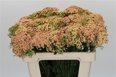 Achillea Millefolium Lachsschönheit
