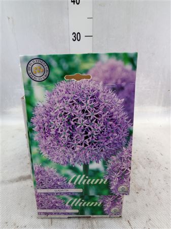 Allium ...flowerbulbs Gladiator