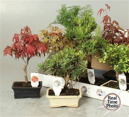 Bonsai Gem