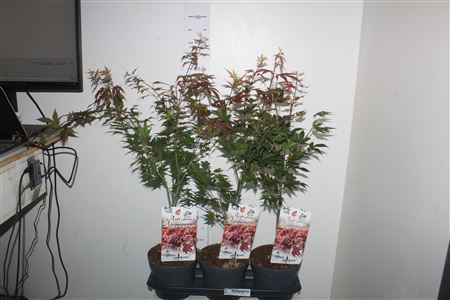 Acer Pa Atropurpureu