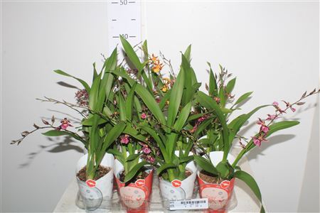Brassia Summer Dream