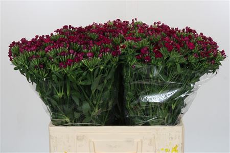 Dianthus Br Amazon Neon Cherry