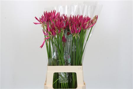 Nerine Favoriet
