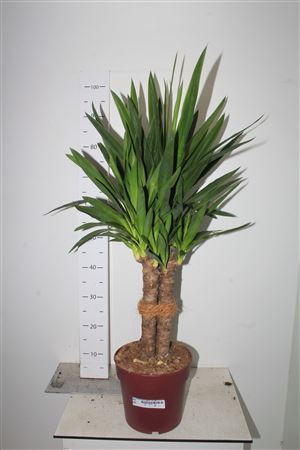 Yuc Elephantipes 3pp 6-8 Kop+++