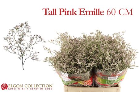Lim Assorted 60 - 50 Cm