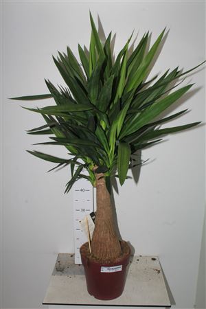 Yuc Elephantipes Maya Tree