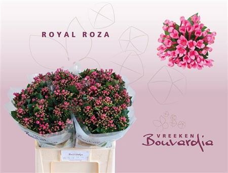 Bou En Roy Roza