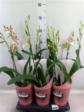 Aliceara 'renaissance White' 2-spike 'Orchid Colle