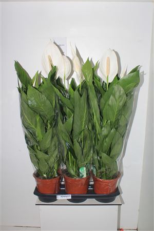 Spath Bingo Cupido 3-4+