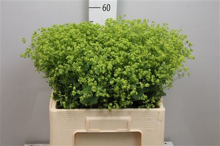 Alchem M Robustica