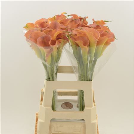 Calla Sunset Passion